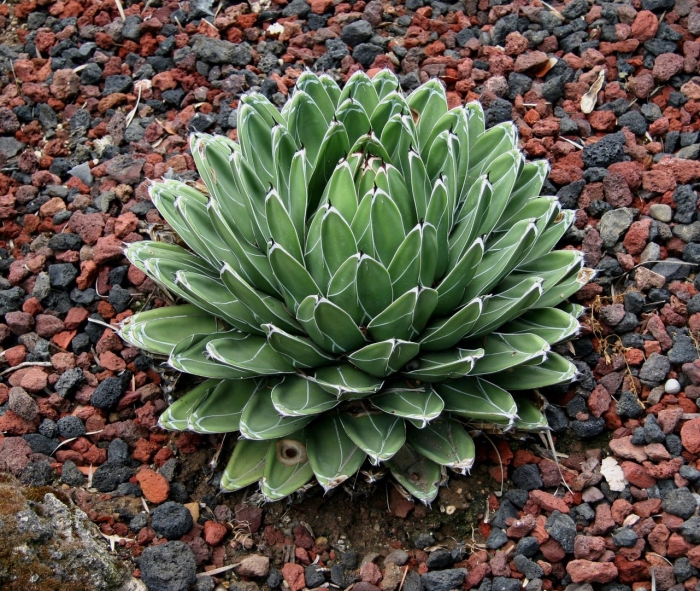 Agave victoriae reginae