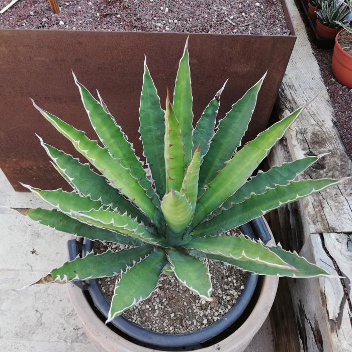 Agave xylonacantha