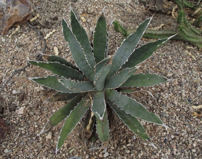 Agave univittata