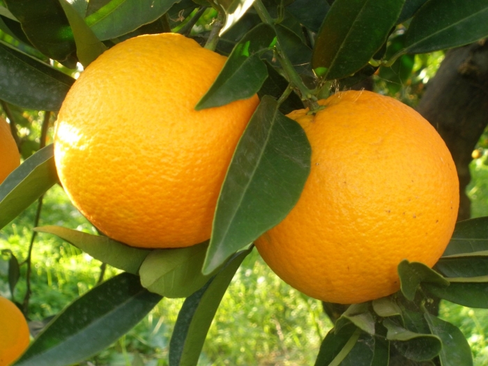 Апельсин (citrus sinensis)