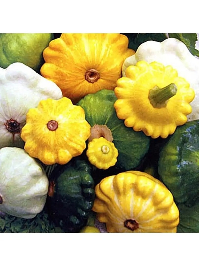 Патиссон созвездие смесь