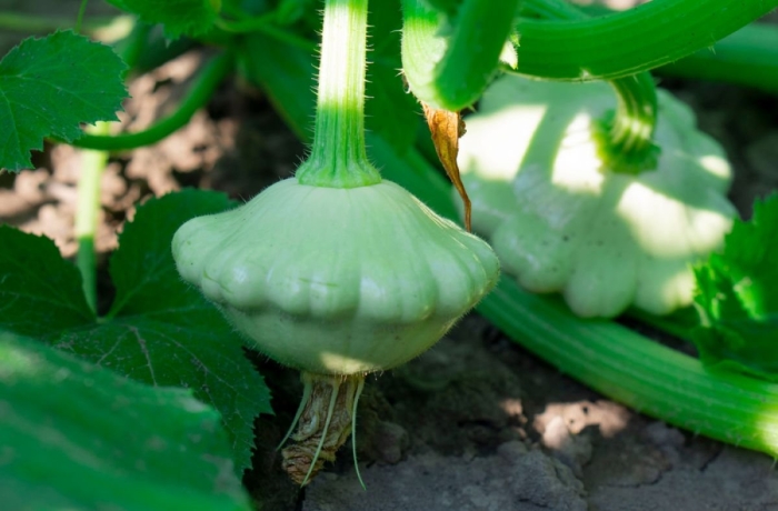 Патиссон зеленый