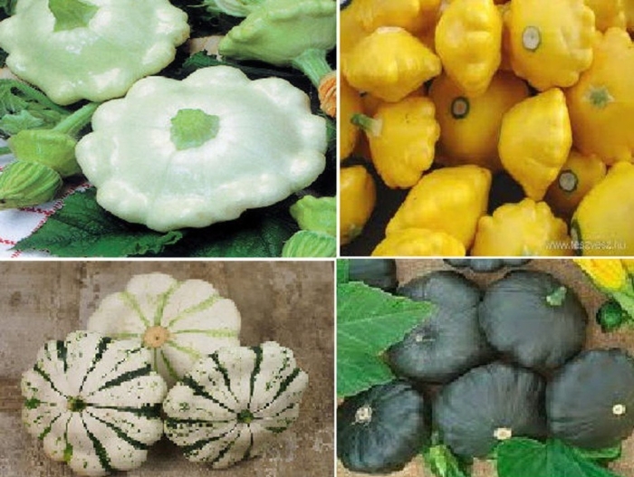 Патиссон шартрез