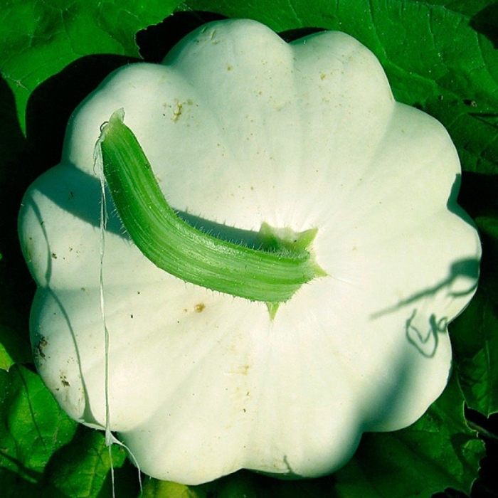 Патиссон растение