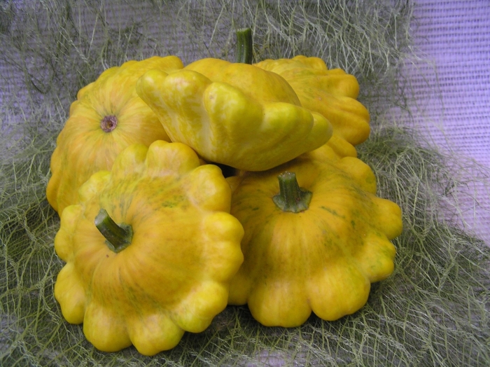 Патиссон санни делайт f1