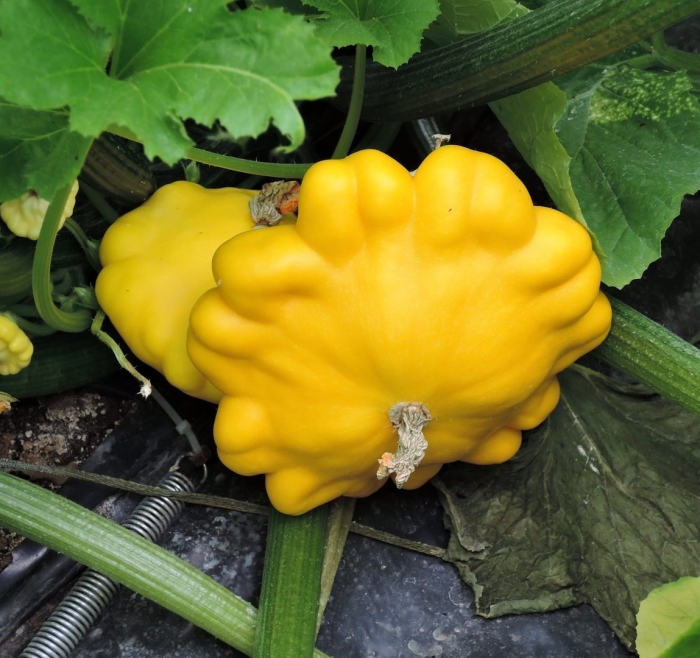 Патиссон санни делайт