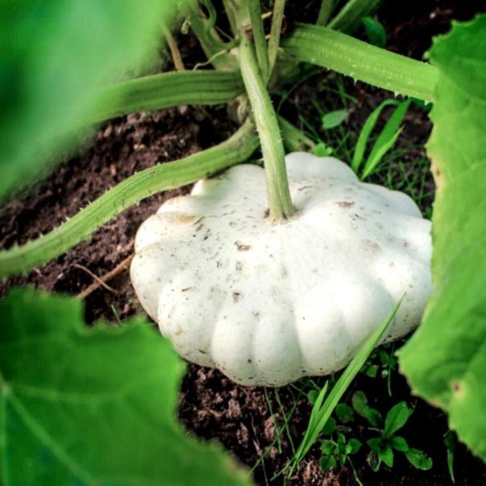 Патиссон белый