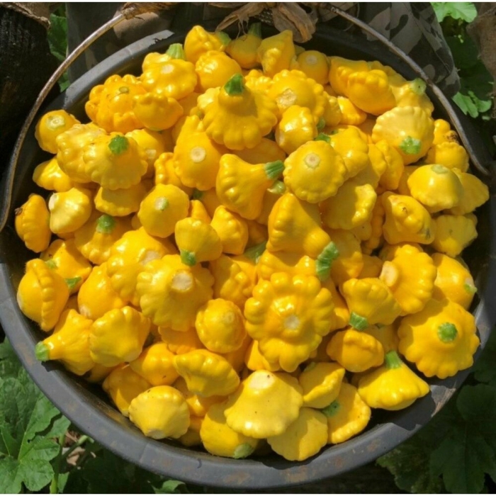 Патиссон санни делайт f1