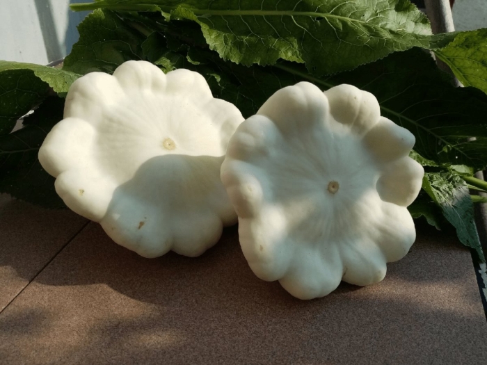 Патиссон белые