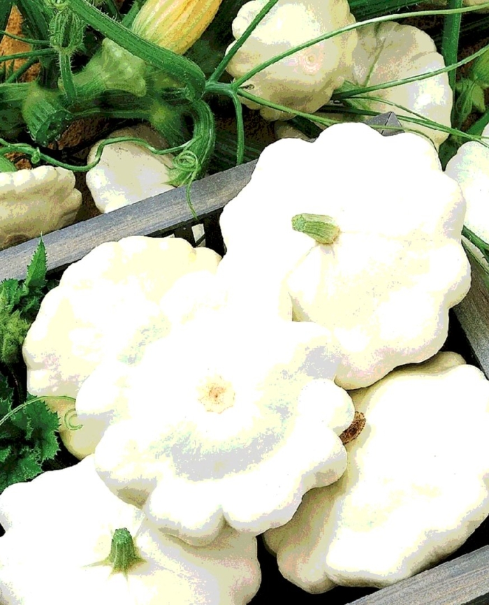 Патиссон родео f1