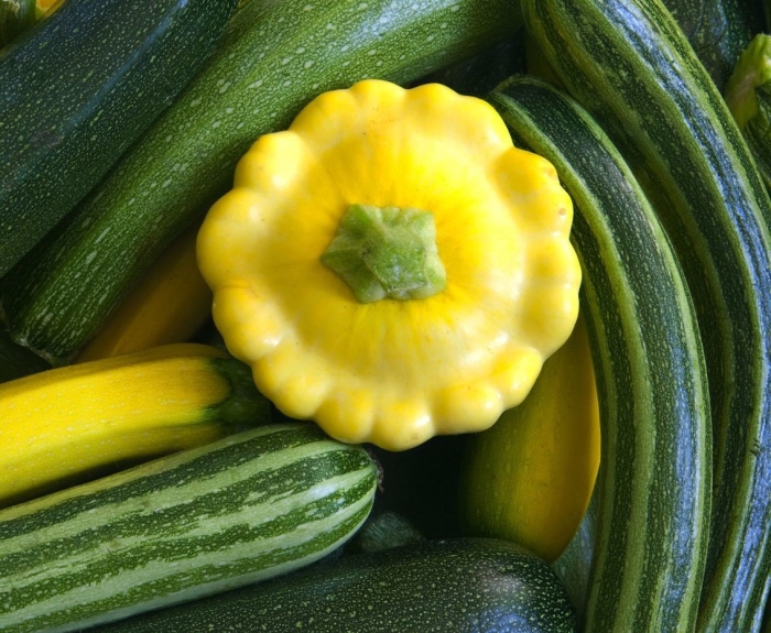 Патиссон шартрез f1