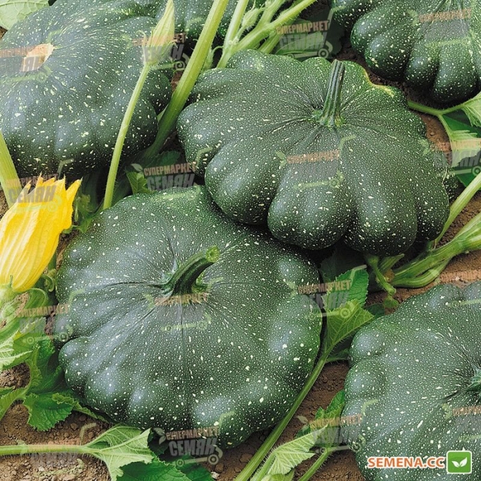 Сорта патиссонов