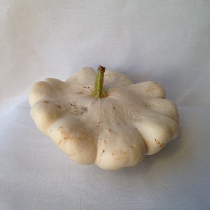 Патиссон кукурбита