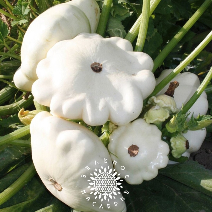 Патиссон чебурашка