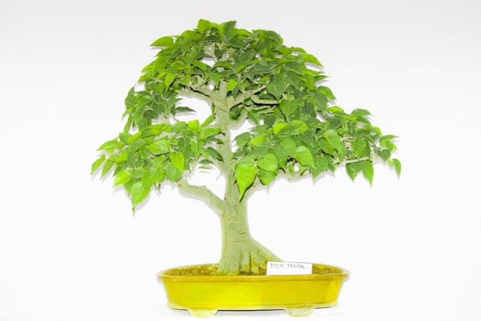 Ficus religiosa bonsai