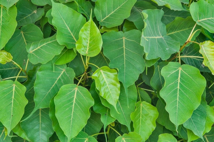 Фикус религиоза