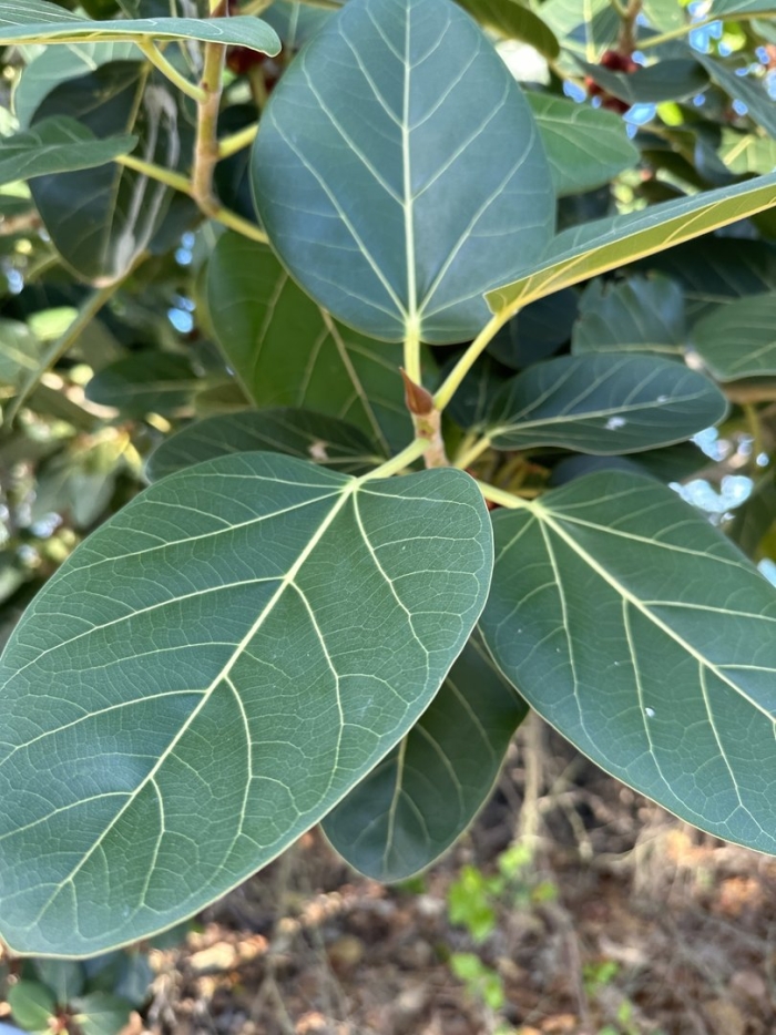 Фикус бенгальский