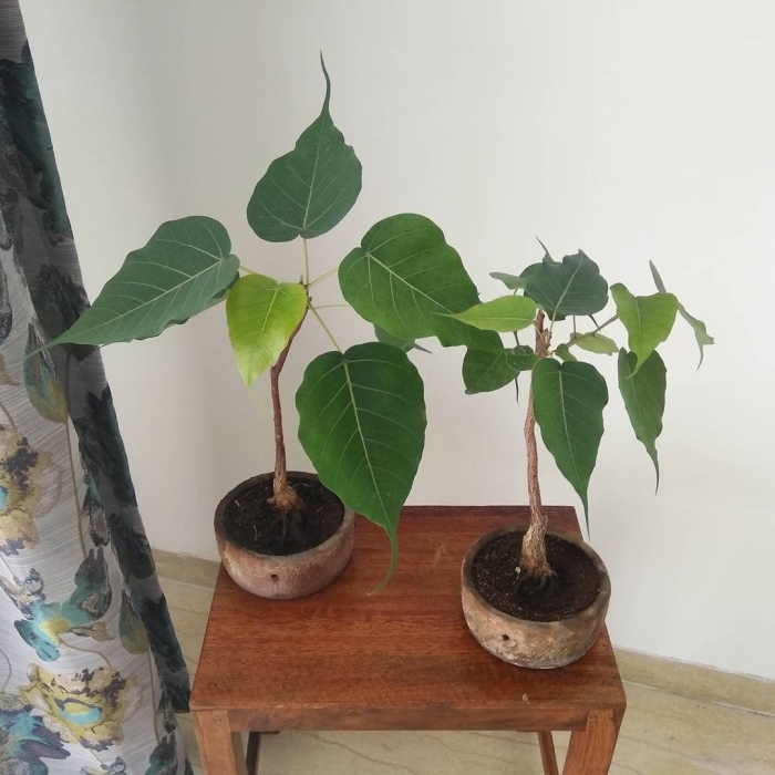 Фикус бодхи священный