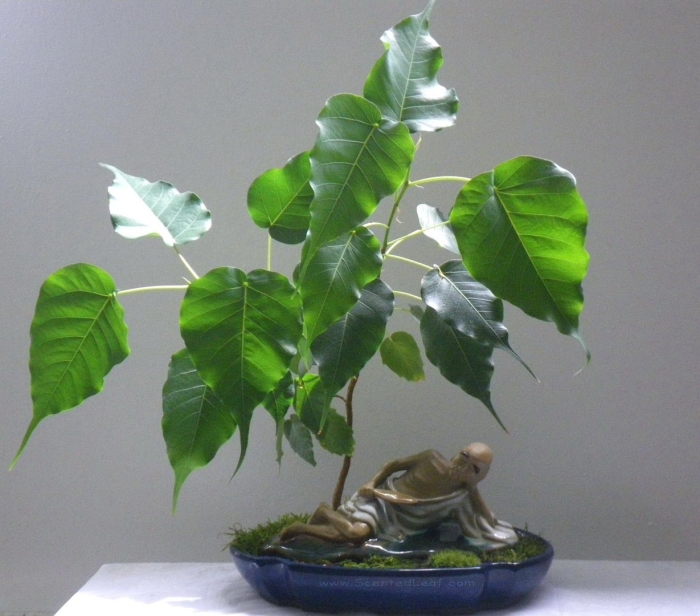 Фикус бодхи бонсай