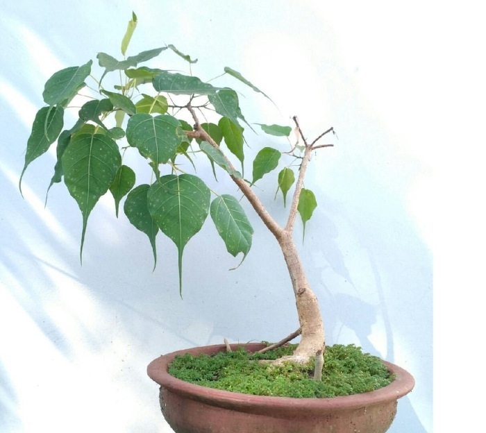 Фикус священный эдем