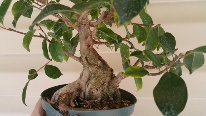 Фикус буши кинг