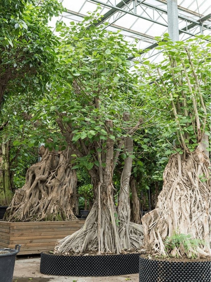 Фикус бодхи