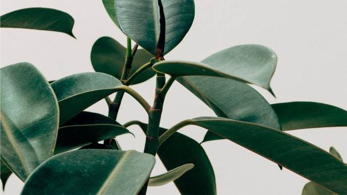 Фикус каучуконосный