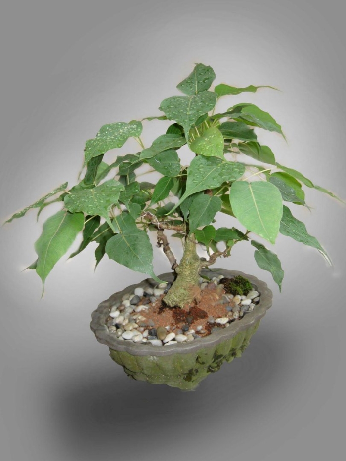 Фикус бодхи