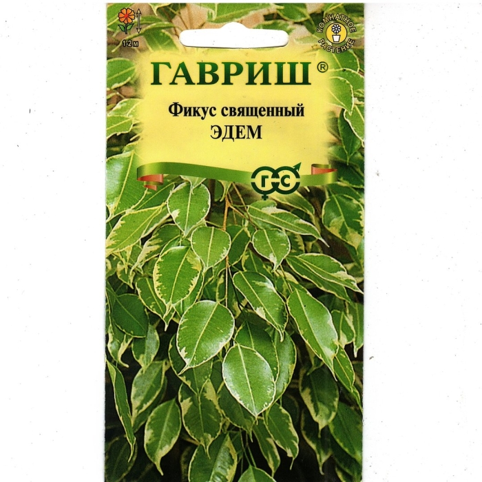 Фикус священный эдем отзывы гавриш