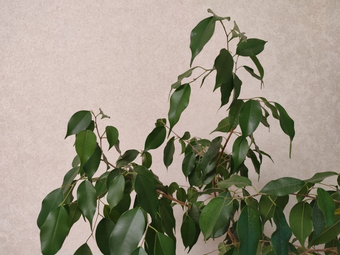 Фикуса бенджамина