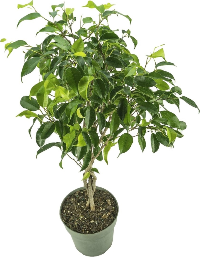 Ficus benjamina