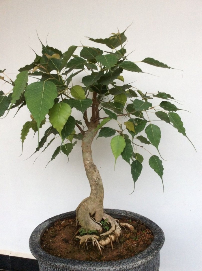 Фикус священный комнатный