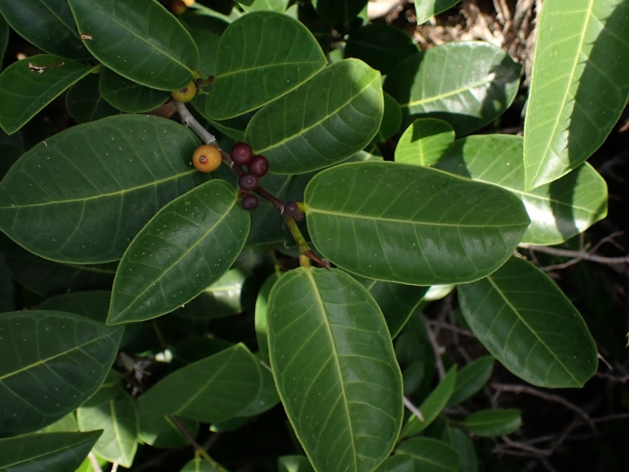 Ficus tinctoria