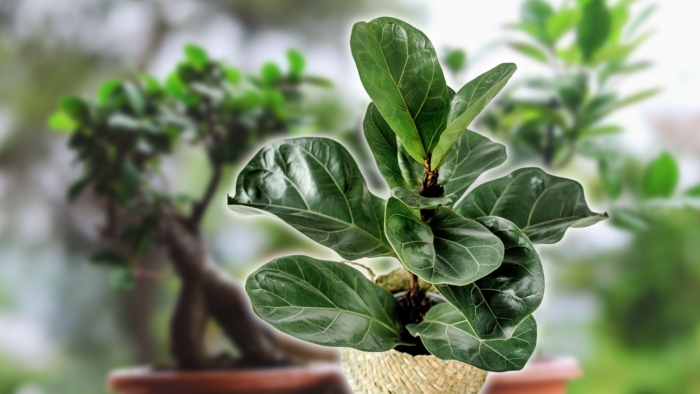 Фикус лирата бамбино