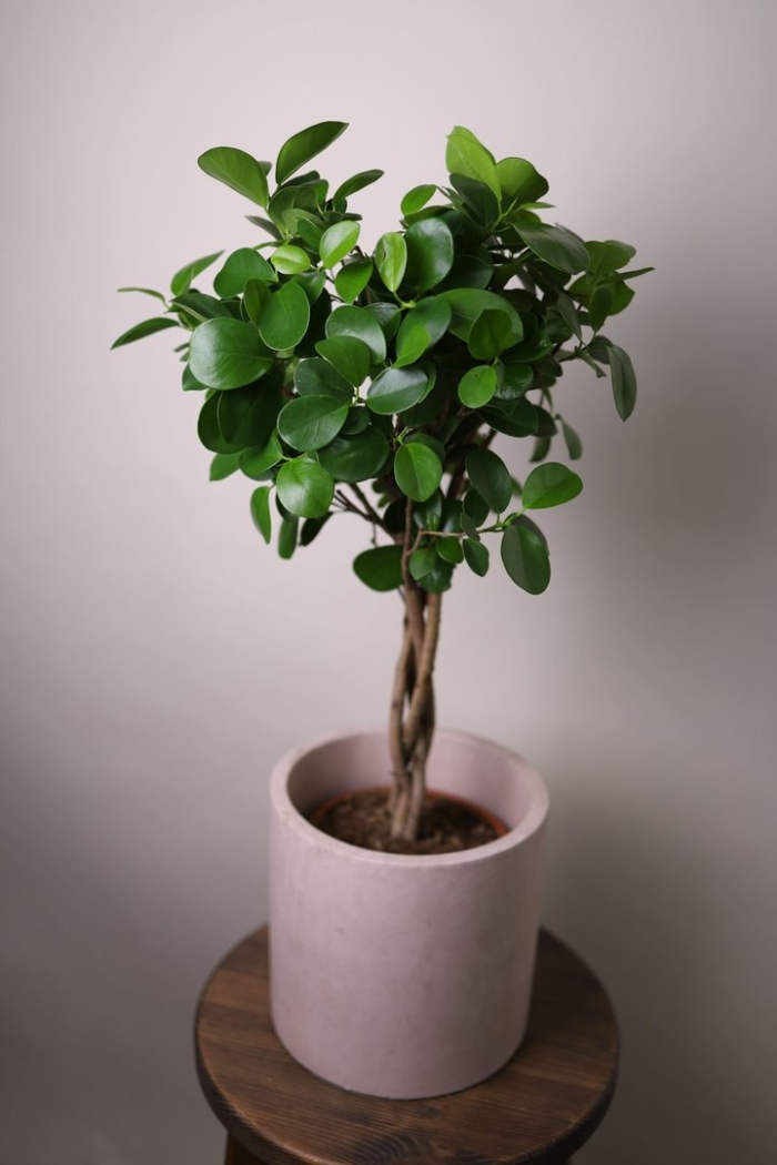 Фикус бенджамина мокламе