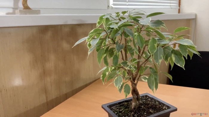 Бенджамина фикус