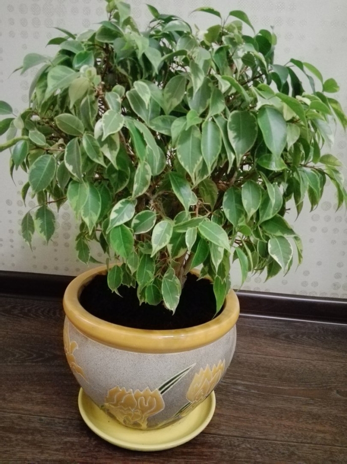 Фикус бенджамина кинки