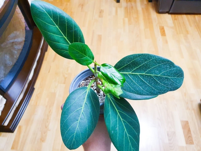 Фикус ретуза грин