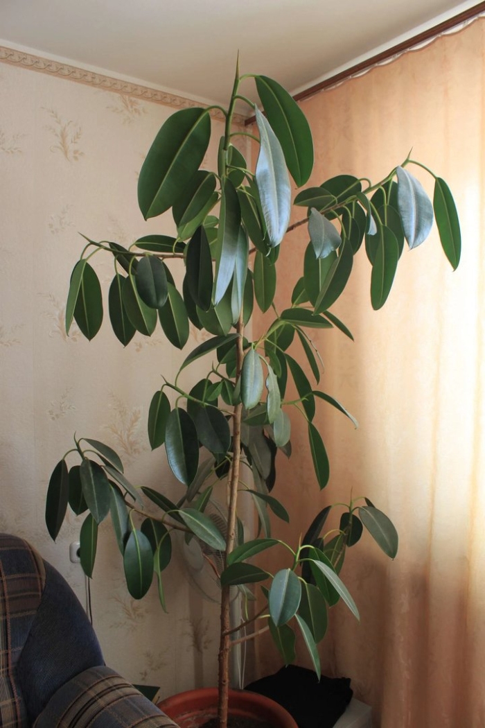 Большой фикус