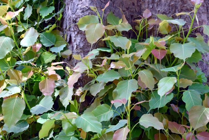 Фикус священный эдем