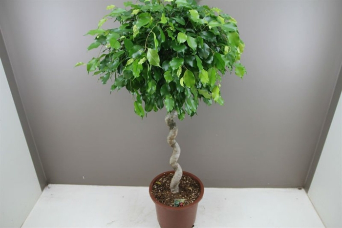 Фикус бенджамина экзотика