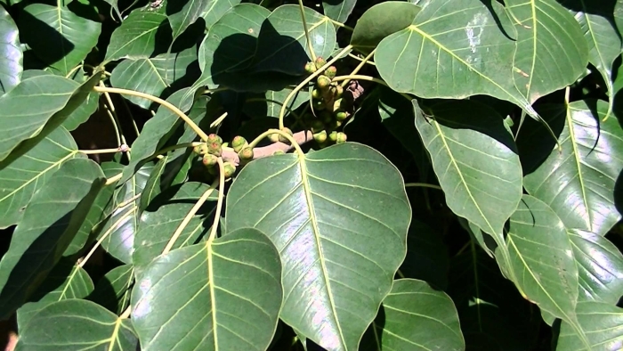 Фикус бодхи священный