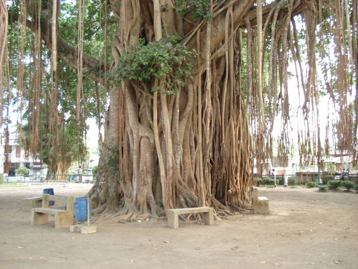 Дерево бодхи (ficus religiosa)