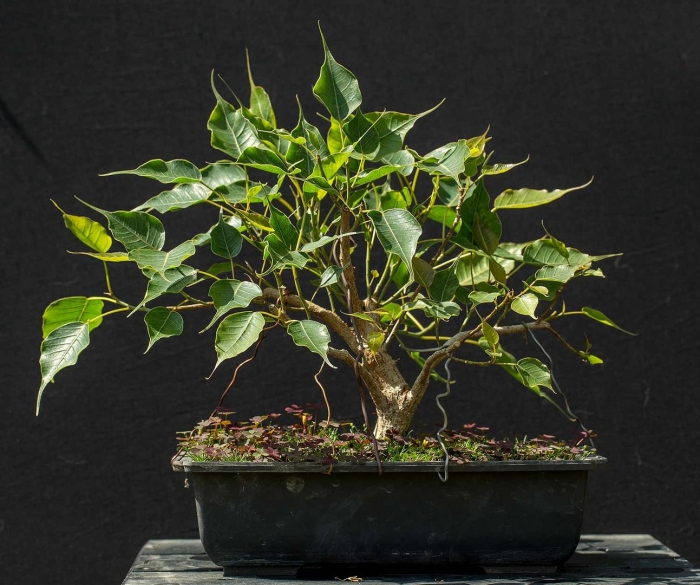 Ficus religiosa бонсай