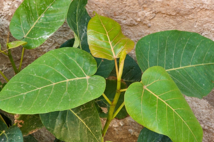 Ficus arnottiana