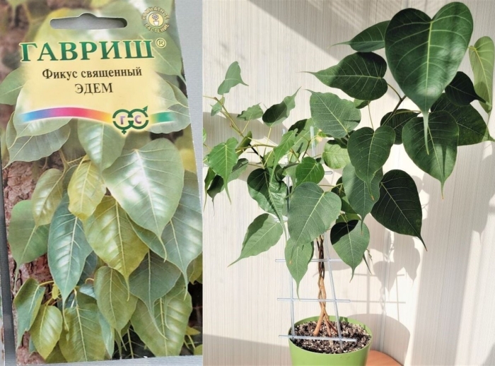 Семена фикуса эдем священный