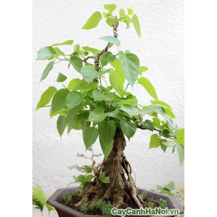 Фикус ficus religiosa