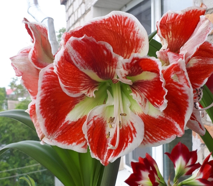 Амариллис (гиппеаструм) белладонна