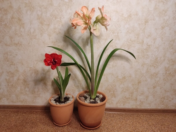Луковичные комнатные цветы гиппеаструм
