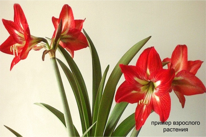 Луковичные комнатные цветы амариллис